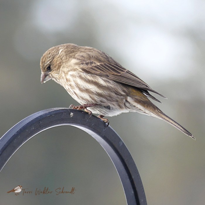 Female Purple Finch