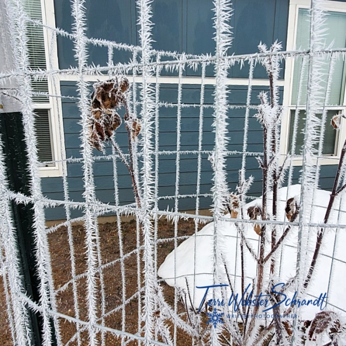 frosty fence