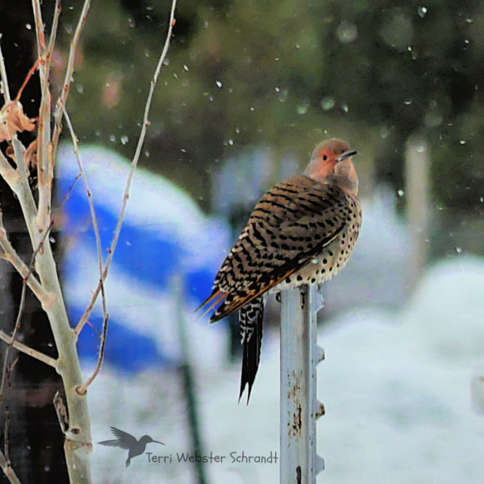 Northern Flicker