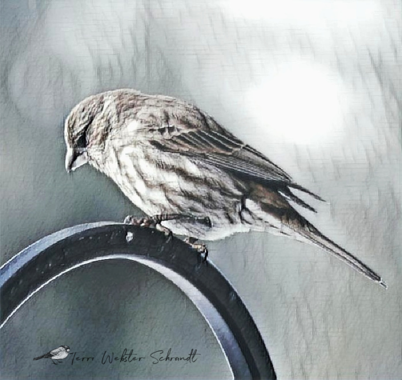 Sunday Stills: Time to Feed the&nbsp;#Birds