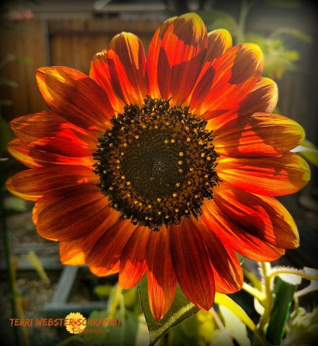 Red sunflower
