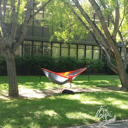 Hammock between two trees