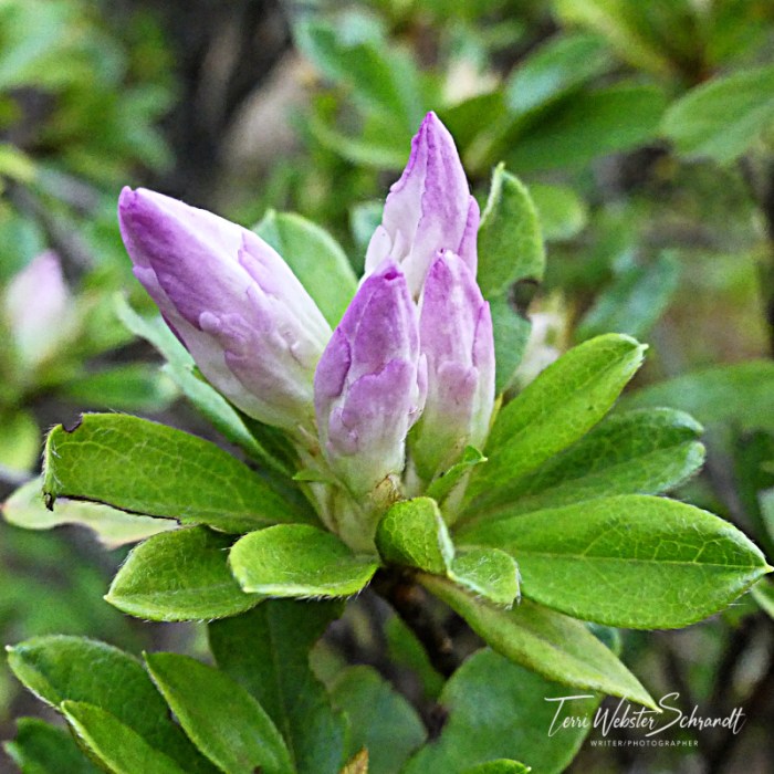 Purple Pastel Azalea