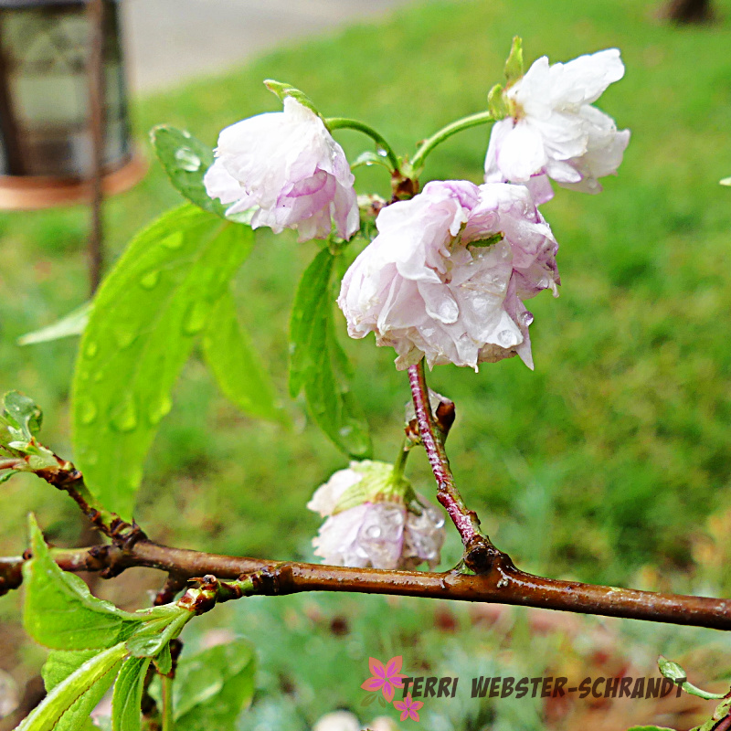 Sunday Stills Monthly Color Challenge: Pastoral&nbsp;#Pastels