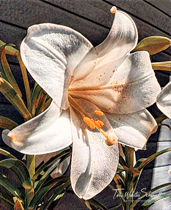Easter Lily