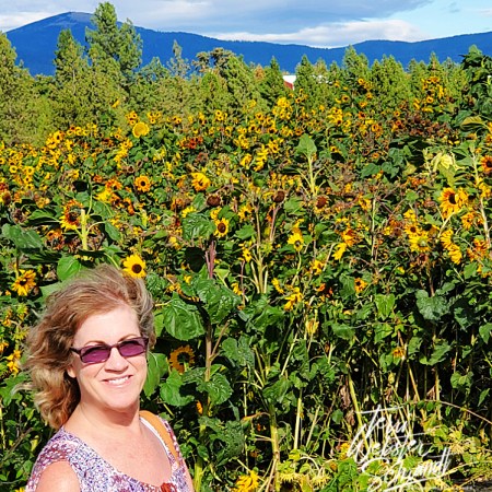 Sunflower field in Green Bluff, Washington