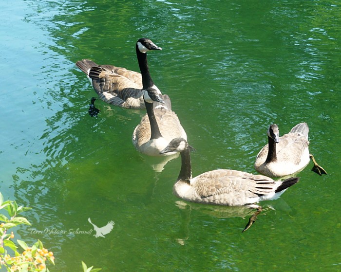 Canada Geese