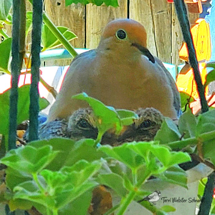 Peeking Doves
