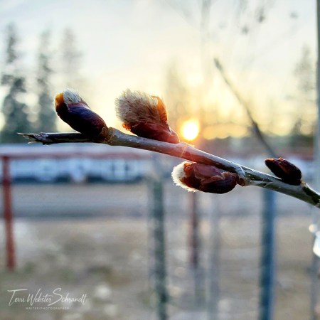 sunrise on aspen tree bud