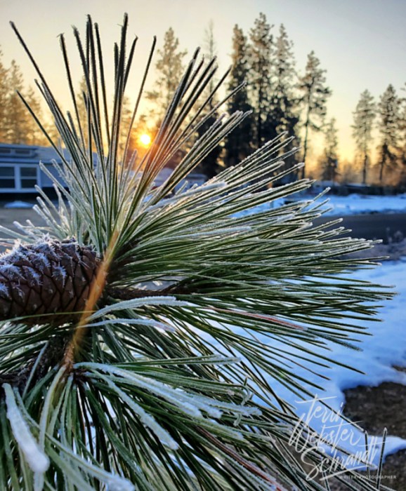 Ponderosa at Sunrise