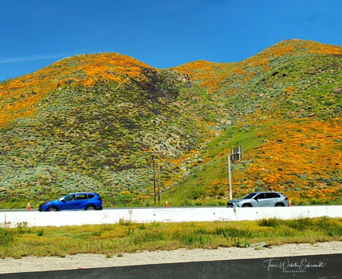 Southern California super bloom
