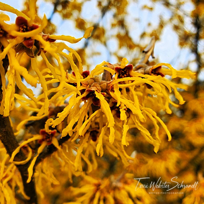 Spring Yellow Monochrome