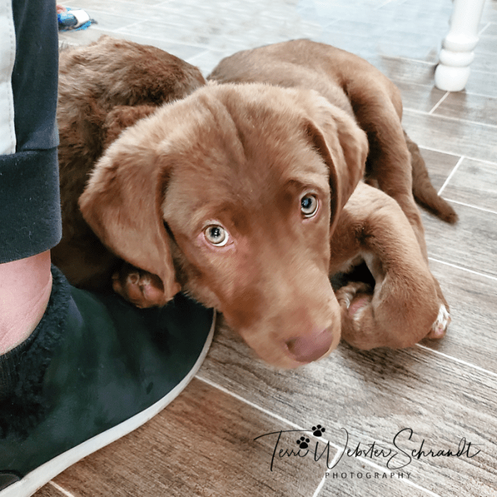 Chesapeake Bay Retriever pup