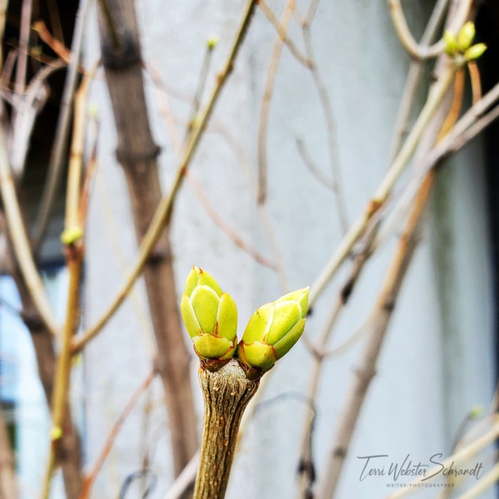 Spring tree buds