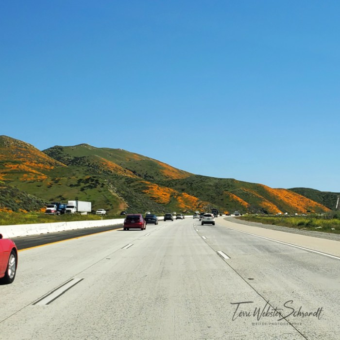 The hills are alive with super bloom