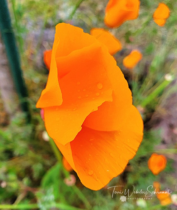 California Poppies