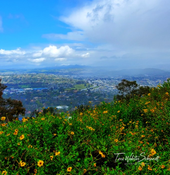Daisies crown Mt Helix overlooking East San Diego