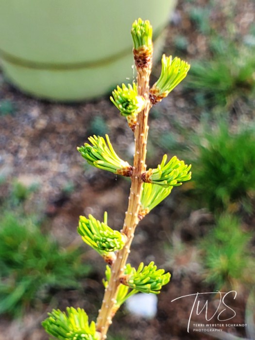 Budding Western Larch