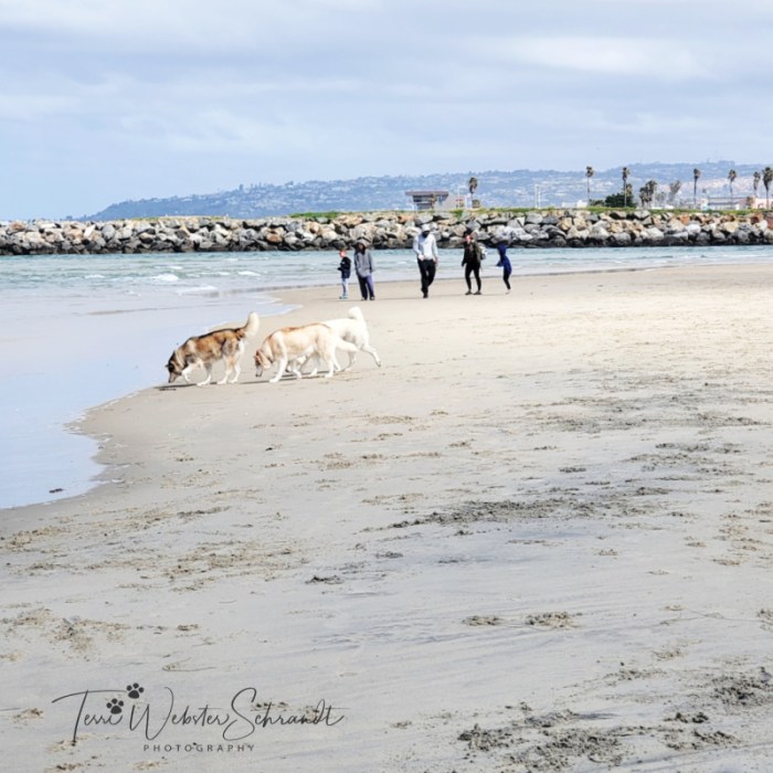 Dogs on Ocean Beach San Diego