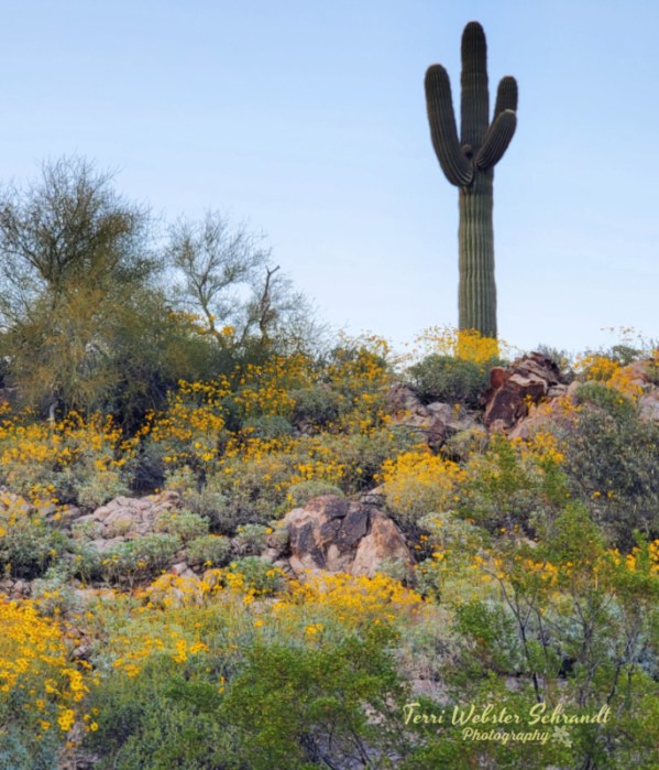 Superblooming in Fountain Hills