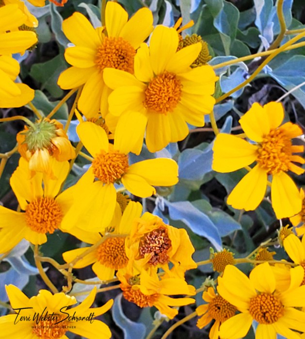 Yellow Desert Daisies