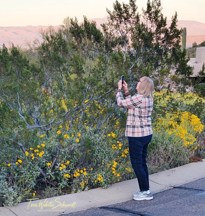 photographing desert blooms