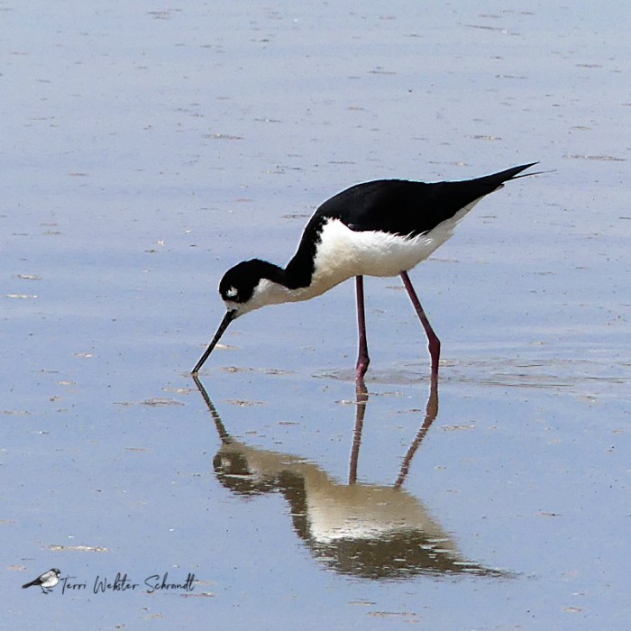 Black-necked Stilt