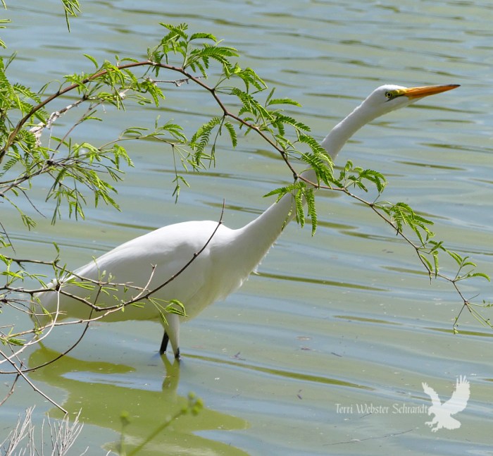 Snowy Egret at Riparian Preserve