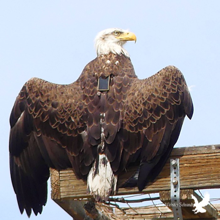 Tagged Bald Eagle