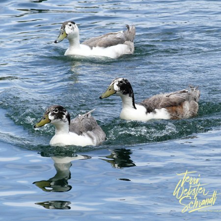 Muscovy/Mallard hybrid