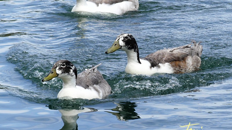 Muscovy/Mallard hybrid