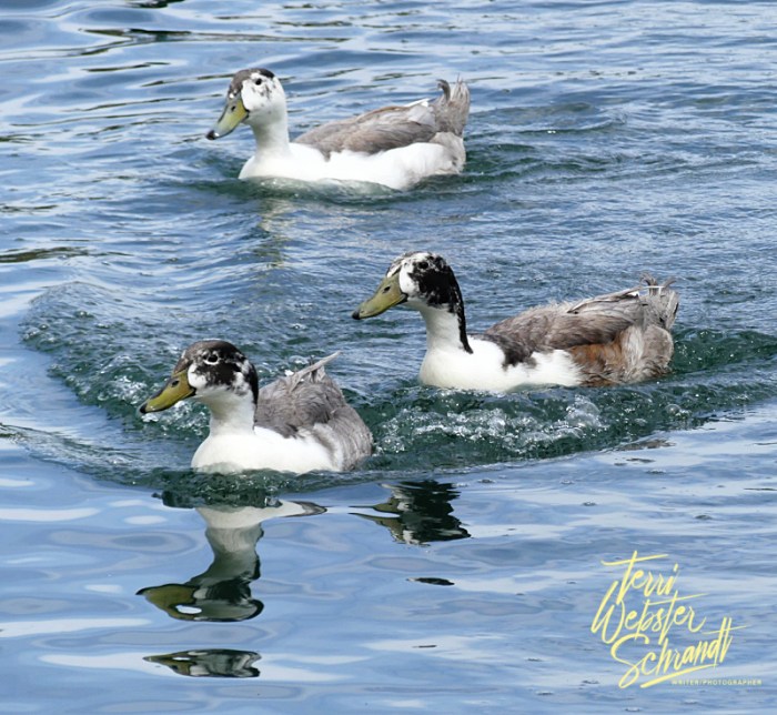 Muscovy/Mallard hybrid