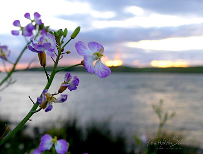 Purple radish frames a spring delta sunset