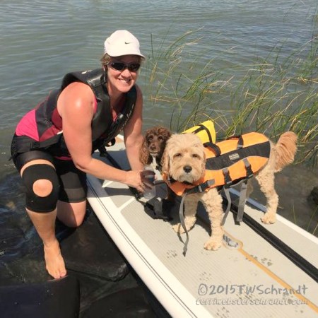 Dogs on paddleboard