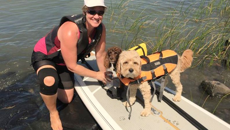 Dogs on paddleboard