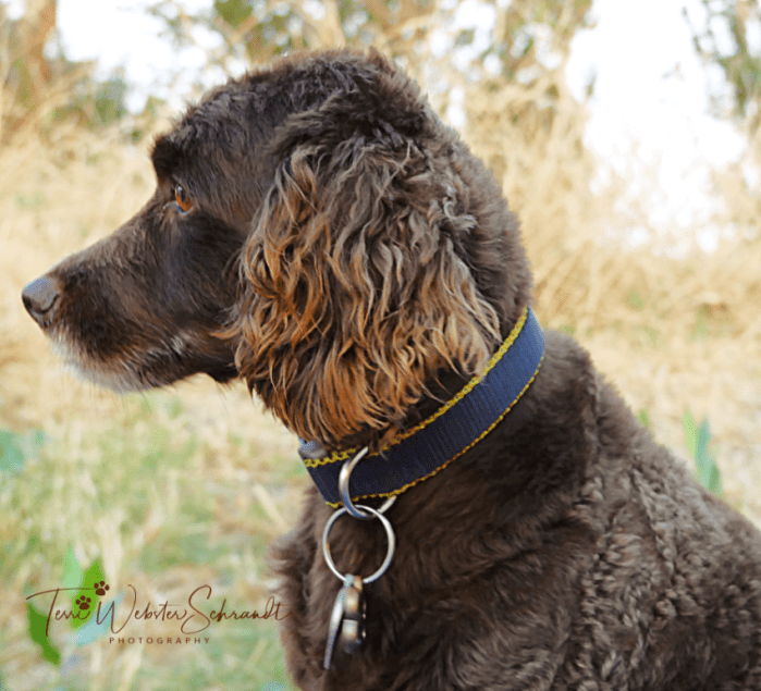 Aero spaniel-poodle mix