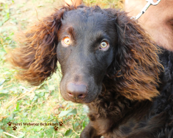 Brodie Boykin Spaniel