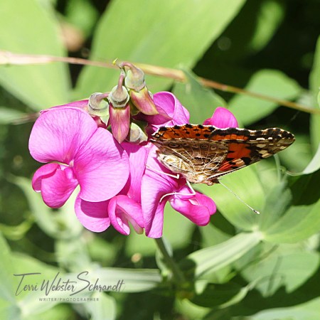 Pink Lady Butterfly on Sweetpea blossom