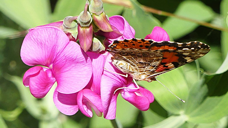 Pink Lady Butterfly on Sweetpea blossom