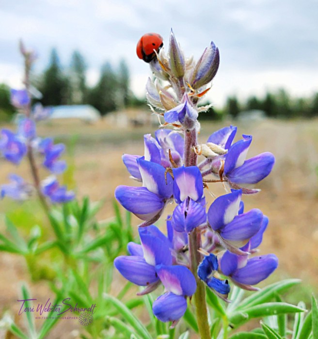 Ladybug on Lupine