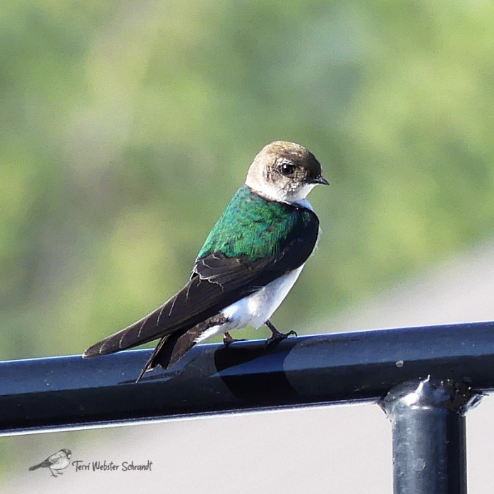Violet-Green Swallow