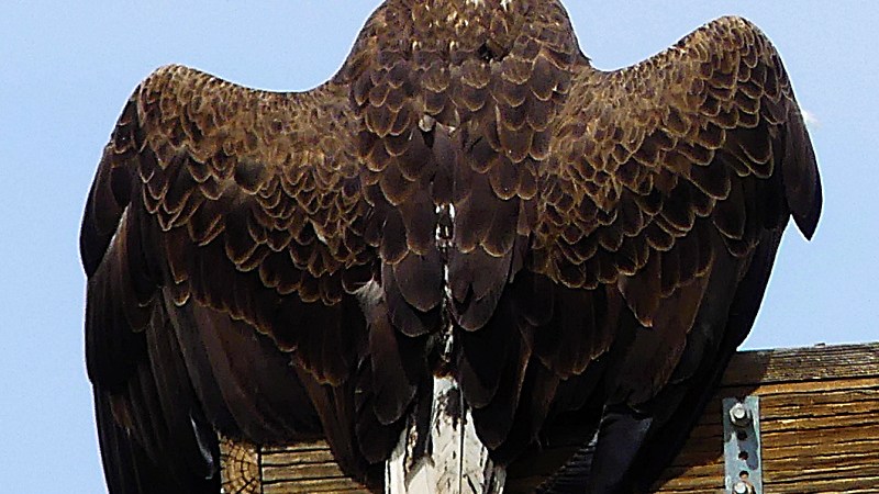 Bald Eagle