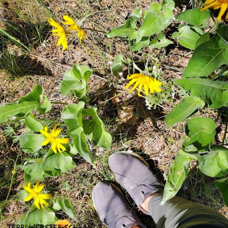 Wild Sunflowers at my Feet
