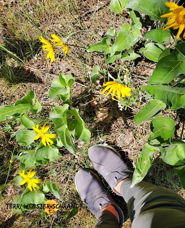 #WordlessWednesday: Wild Sunflowers at My&nbsp;Feet