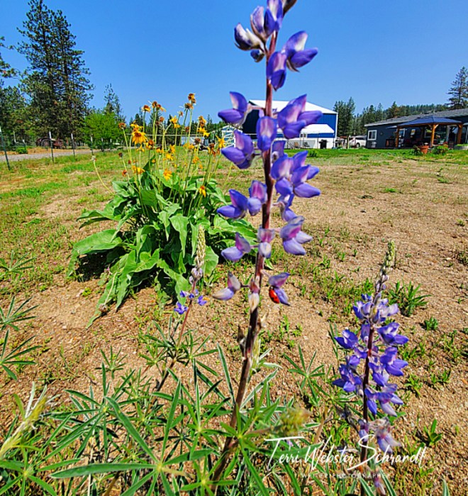 Lupine view of backyard