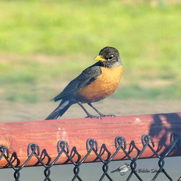 Robin scanning for tasty treats