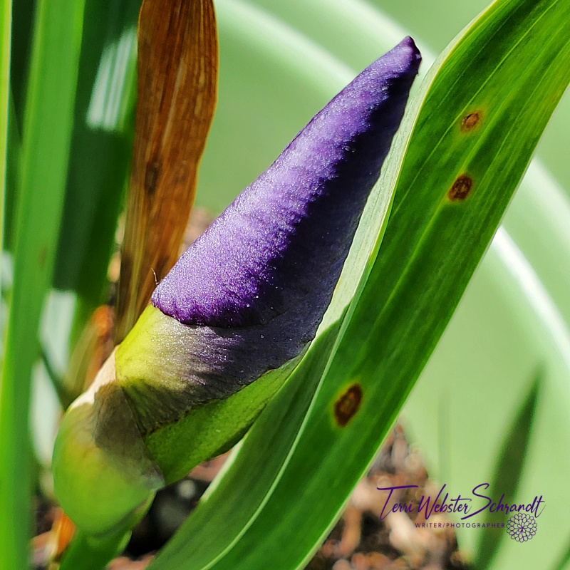 Purple iris bud