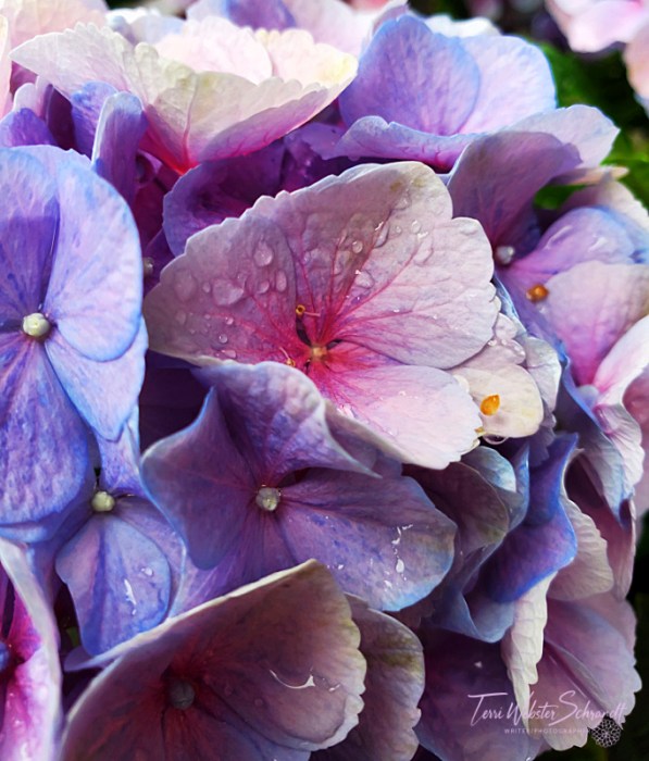 purple hydrangea