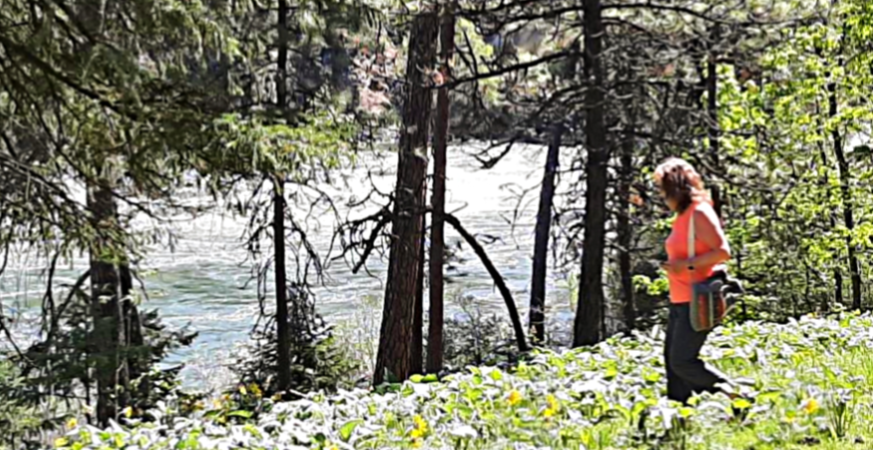 walking in sunflowers