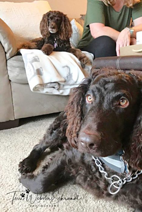 Hanging out with dogs